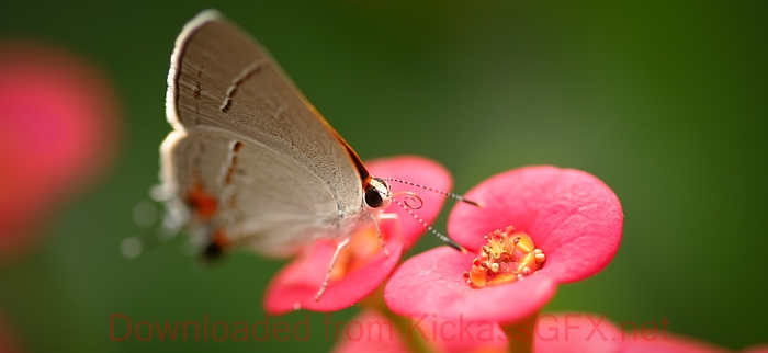 在线呼叫网页版